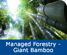 Managed Forestry - Giant Bamboo